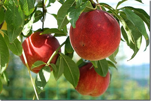 peaches peaches
