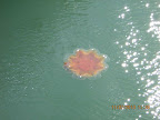 Image204.jpg