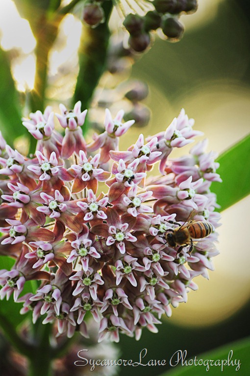 [milkweed-2%255B12%255D.jpg]