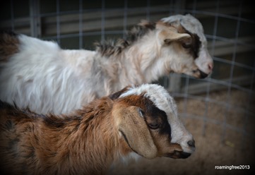 More baby goats