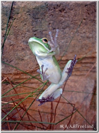 wildlife