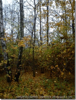 DSC00452m DSC00452m