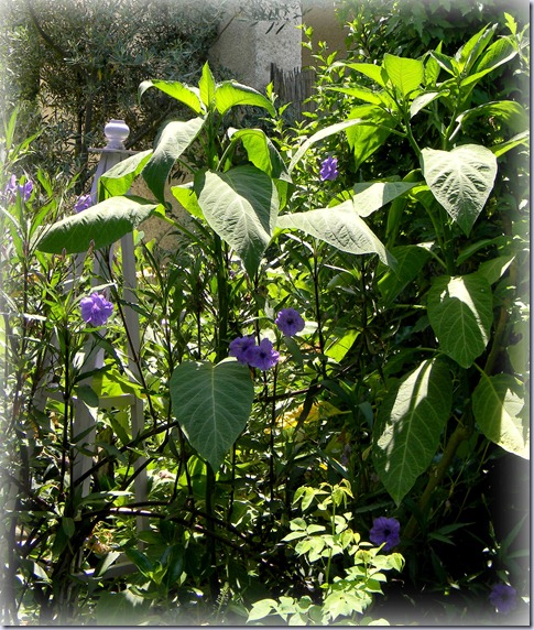 DSCN8752-3 DSCN8752-3