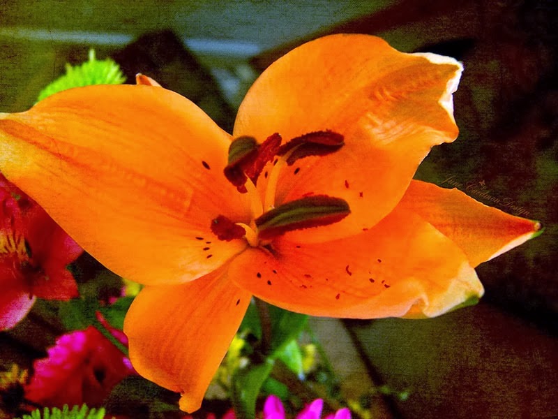 [Lily_kkAppreciate%255B3%255D.jpg]