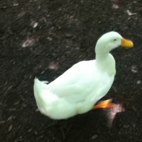 Spotting Image 1
