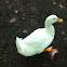 pekin mallard