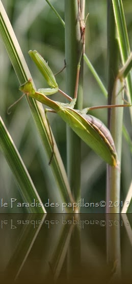 IMG_3956 IMG_3956