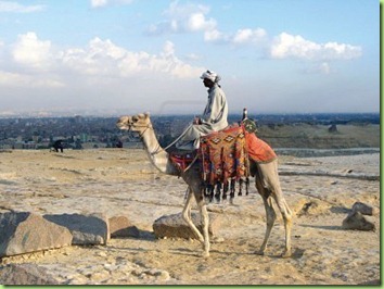 7620613-riding-bedouin-camel-in-egyptian-desert-near-pyramides
