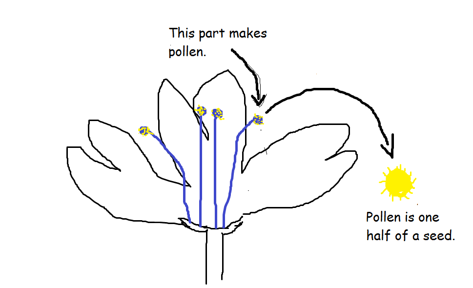 [Pollen11.png]