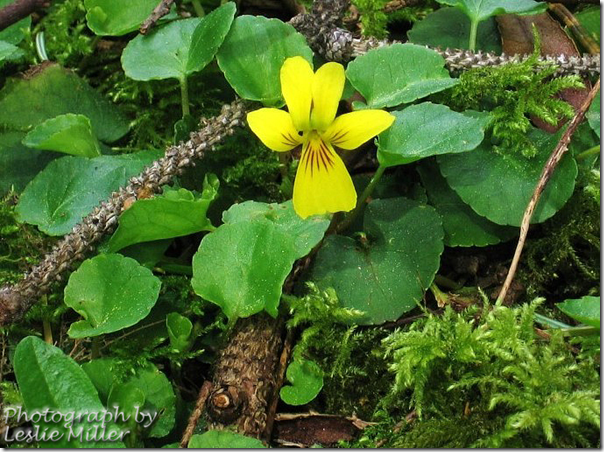 YellowViolets