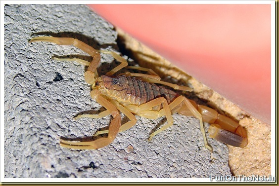 Death Stalker Scorpion