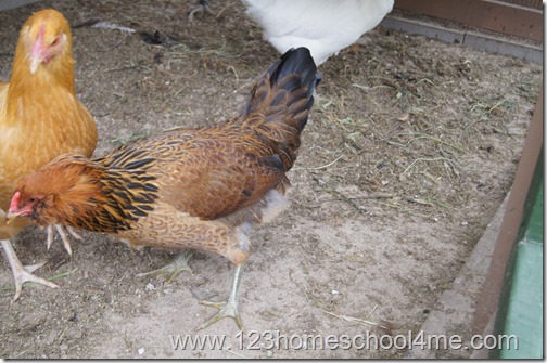 Backyard Chickens: Easter Egger Backyard Chickens: Easter Egger