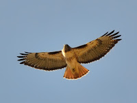 DSC_7563.jpg