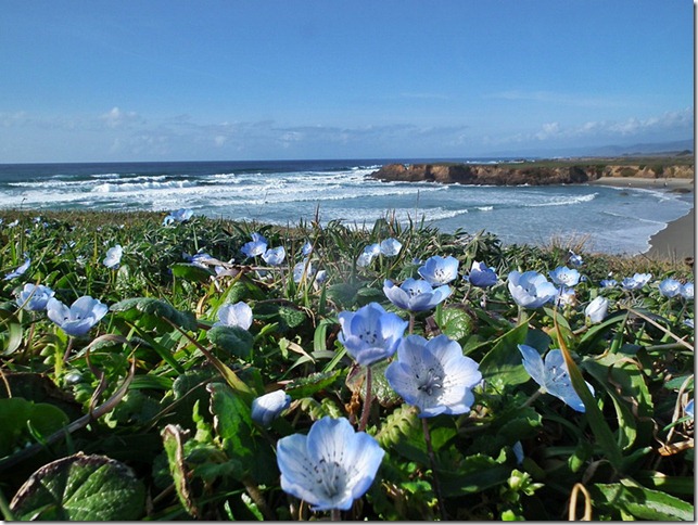 photoshare Baby Blue Eyes Fort Bragg CA Feather3 (Feather adds with a smile At Home)