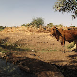 Dongola - Agriculture en bord du Nil (3).JPG