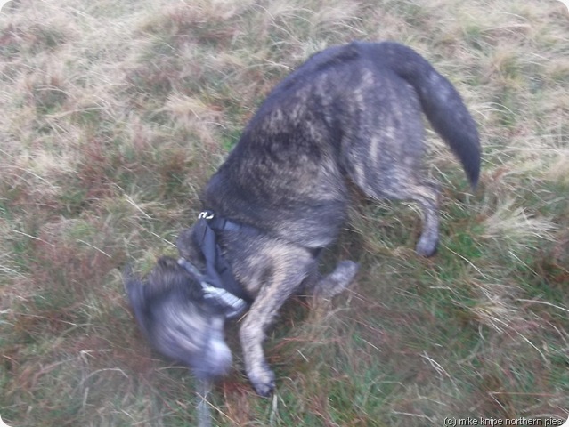 bruno tries to dry himself on the grass bruno tries to dry himself on the grass