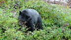 glacier_national_park_-_2009