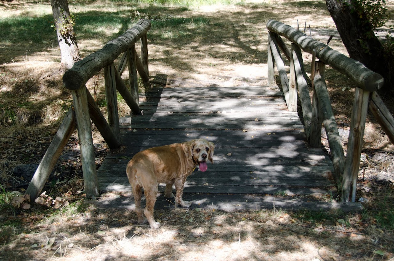 Chewy at Casa del Campo