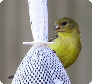 female am goldfinch2 female am goldfinch2