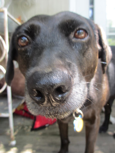 Luna says, Luna says,