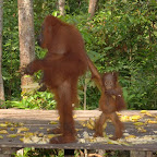 Nach erfolgreicher Essens-Schlacht noch die übrigen Bananen und Zuckkerrohr-Stangen zählen.