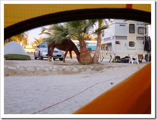 Horse in Yoyo's Campground