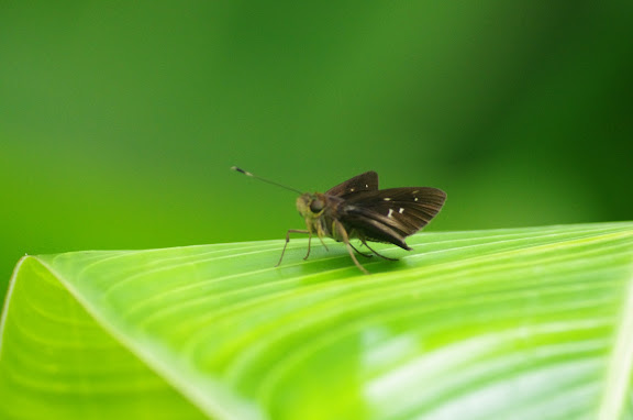 Probablement : Cobalopsis nero HERRICH-SCHAEFFER, 1869. Caçandoca (Ubatuba, SP). 12 février 2012. Photo : J.-M. Gayman