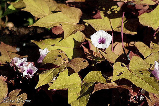 [Bronze_Potatovine_Blooms%255B8%255D.jpg]