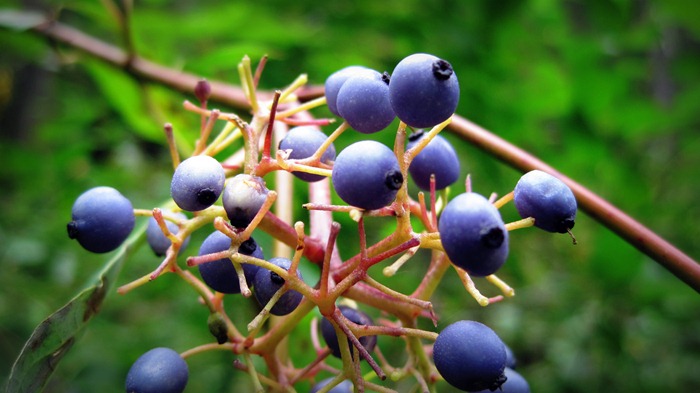 possibly Oregon Grapes in Millcreek Canyon Utah