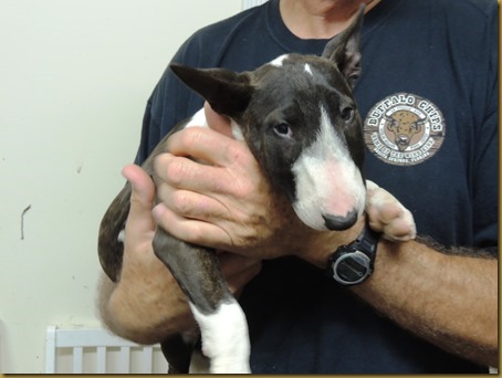 Vic with Adrian's latest puppy, a Mini-Bull Terrier