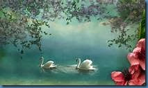 swans in the lake 2