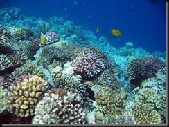 coral-24