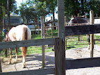 B36 has 4 horse pens