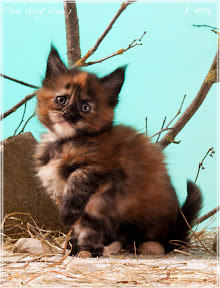 Фото котенка мейн-кун Fleur возраст 6 недель
