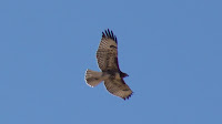 DSC02898.jpg