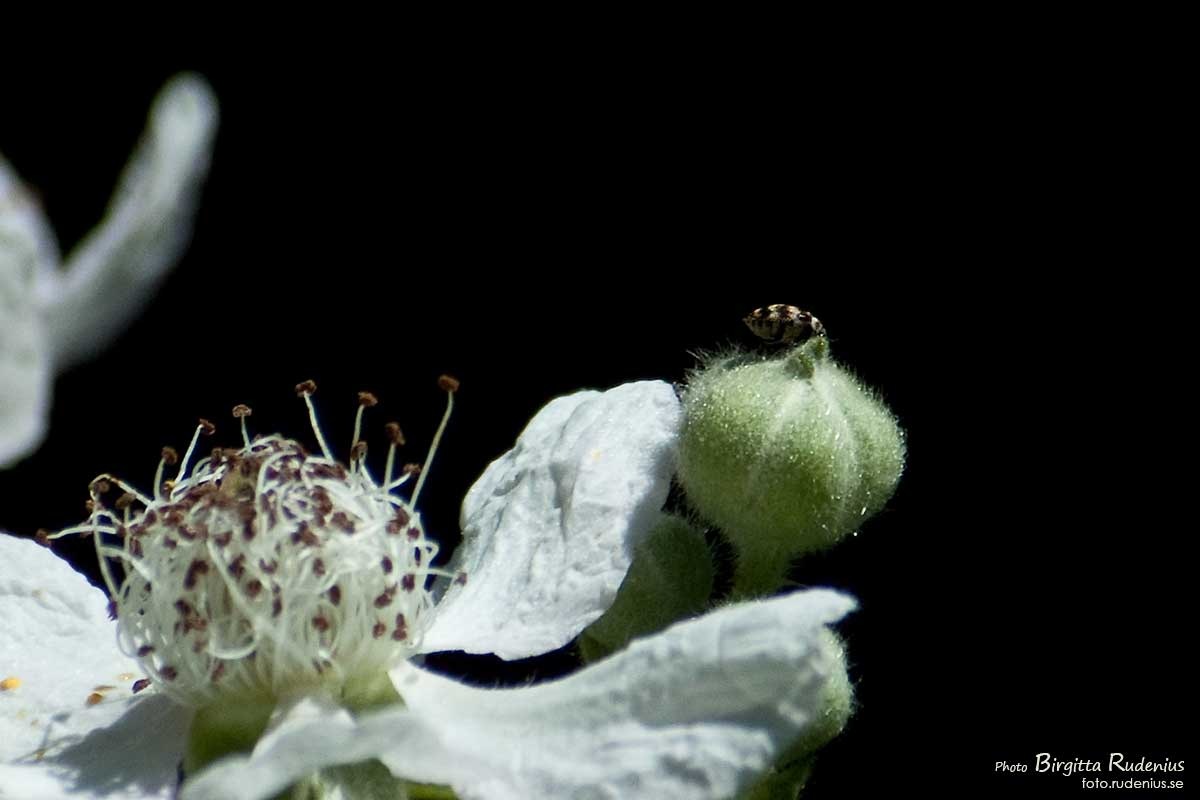 [macro_20110629_blombagge%255B2%255D.jpg]