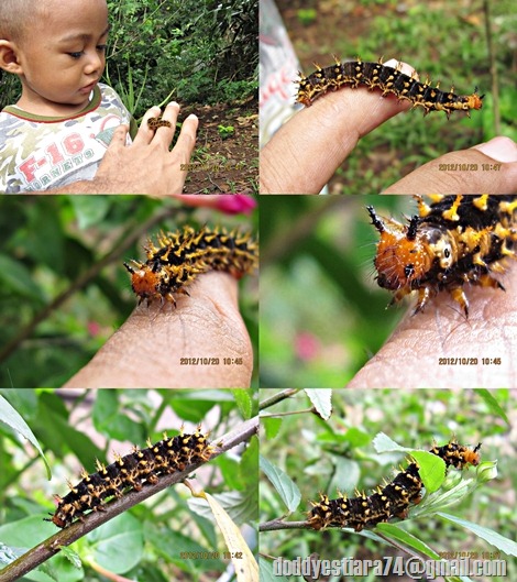 A Hypolimnas bolina caterpillar