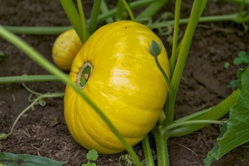 Because he planted late in the season, he chose smaller varieties of pumpkins and gourds that will mature faster than the larger types. Because he planted late in the season, he chose smaller varieties of pumpkins and gourds that will mature faster than the larger types.