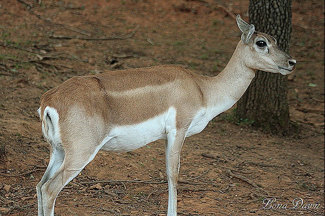 [Safari_Blackbuck%255B7%255D.jpg]