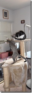 Checking-out-kitty-condo