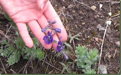 DaintyLarkspur DaintyLarkspur
