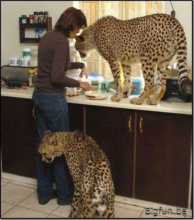 The_Kittens_Grew (lol [1024x768]wtmk