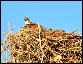09b - second osprey nest - Mom and Chicks