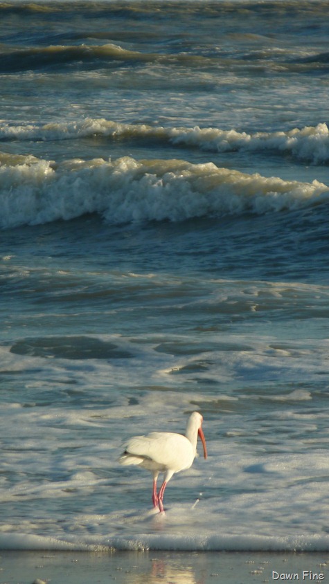 [Sanibel_037%255B3%255D.jpg]