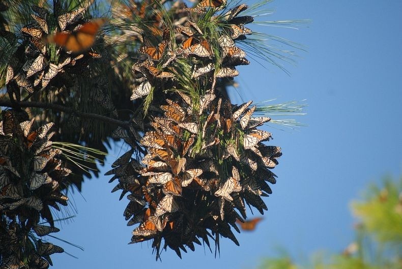 [بالصور] شاهد صور لهجرة الفراشات الملكة Monarch-migration-92