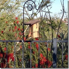 cards feeder bottlebrush 4-11-2013 8-20-42 AM 2475x2414