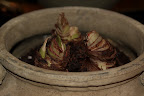 Amaryllis Week 1