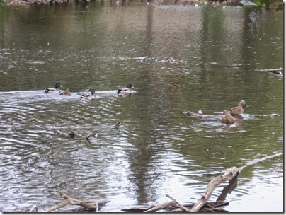 IMG_3826 Mallard Ducks in Mill Creek near Oregon State Penitentiary in Salem, Oregon on September 17, 2006
