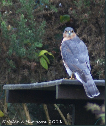 sparrowhawk-on-picnic-table