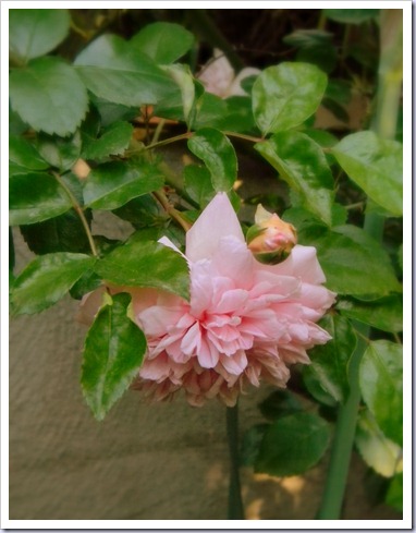 DSCN3516 DSCN3516